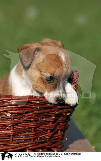 Jack Russell Terrier Welpe im Krbchen / Jack Russell Terrier puppy in basket / SS-04343