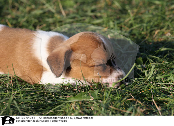 schlafender Jack Russell Terrier Welpe / sleeping Jack Russell Terrier Puppy / SS-04361