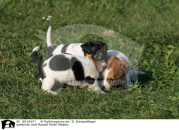 spielende Jack Russell Terrier Welpen / SS-04371