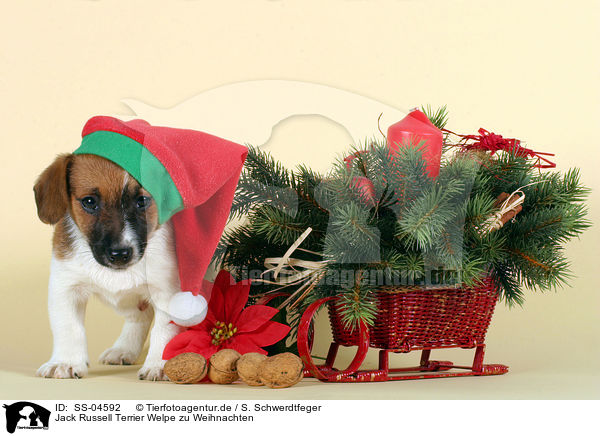 Jack Russell Terrier Welpe zu Weihnachten / Jack Russell Terrier puppy on christmas / SS-04592