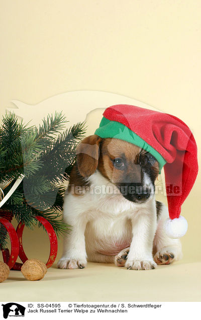 Jack Russell Terrier Welpe zu Weihnachten / SS-04595