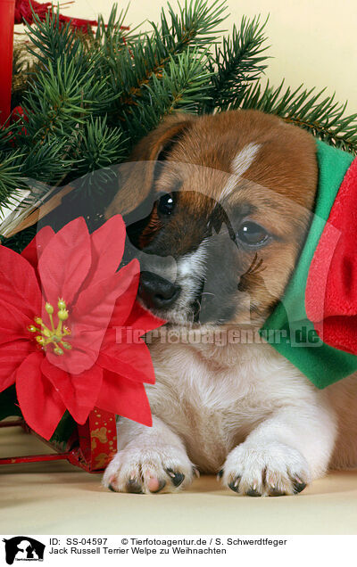 Jack Russell Terrier Welpe zu Weihnachten / Jack Russell Terrier puppy on christmas / SS-04597