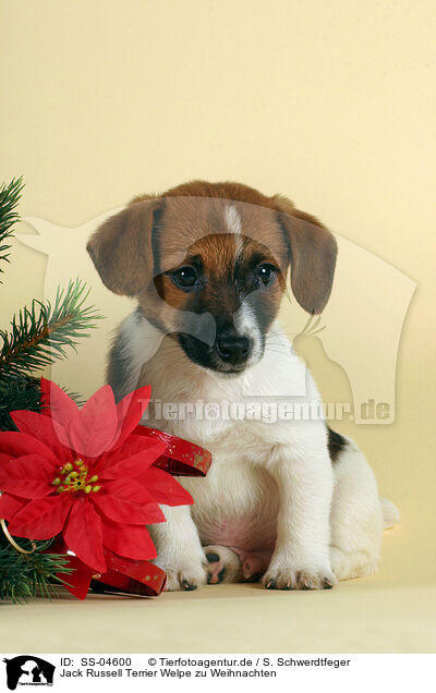 Jack Russell Terrier Welpe zu Weihnachten / Jack Russell Terrier puppy on christmas / SS-04600
