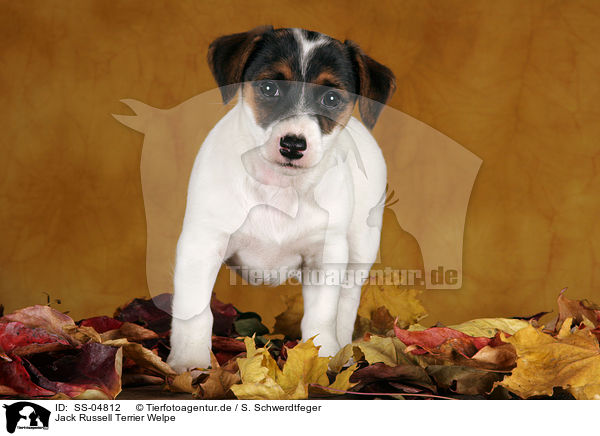 Jack Russell Terrier Welpe / SS-04812