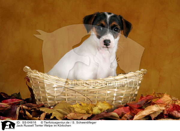 Jack Russell Terrier Welpe im Krbchen / SS-04816