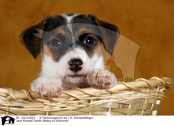 Jack Russell Terrier Welpe im Krbchen / SS-04823