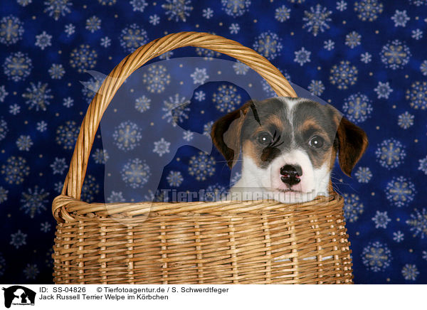Jack Russell Terrier Welpe im Krbchen / SS-04826