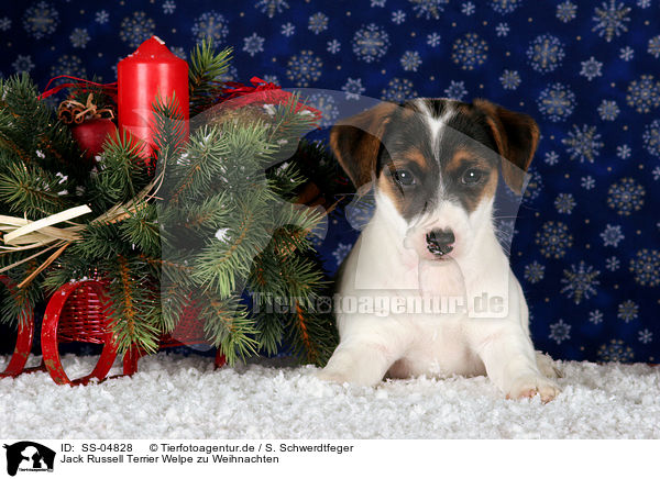 Jack Russell Terrier Welpe zu Weihnachten / SS-04828
