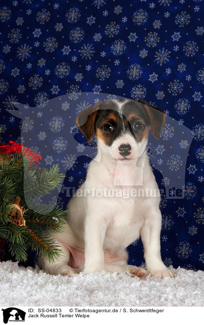 Jack Russell Terrier Welpe / SS-04833