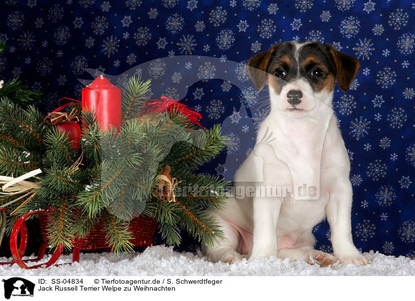 Jack Russell Terrier Welpe zu Weihnachten / SS-04834