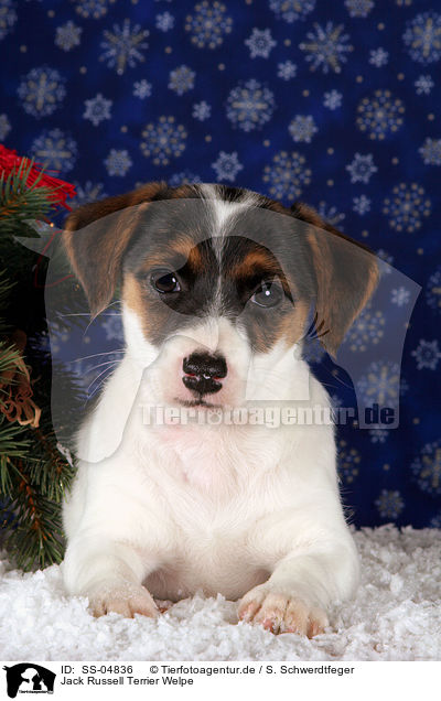 Jack Russell Terrier Welpe / SS-04836