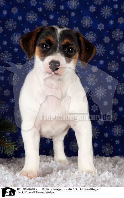 Jack Russell Terrier Welpe / SS-04842
