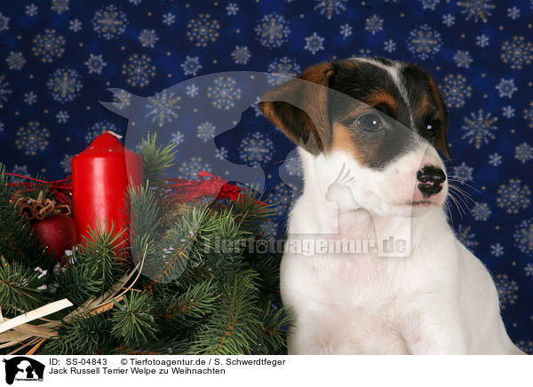 Jack Russell Terrier Welpe zu Weihnachten / SS-04843