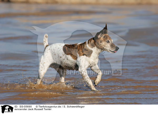 rennender Jack Russell Terrier / running Jack Russell Terrier / SS-05690