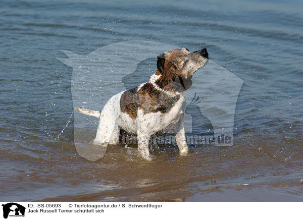 Jack Russell Terrier schttelt sich / shaking Jack Russell Terrier / SS-05693