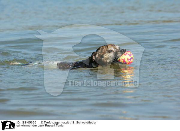 schwimmender Jack Russell Terrier / SS-05695