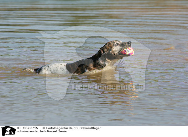 schwimmender Jack Russell Terrier / SS-05715