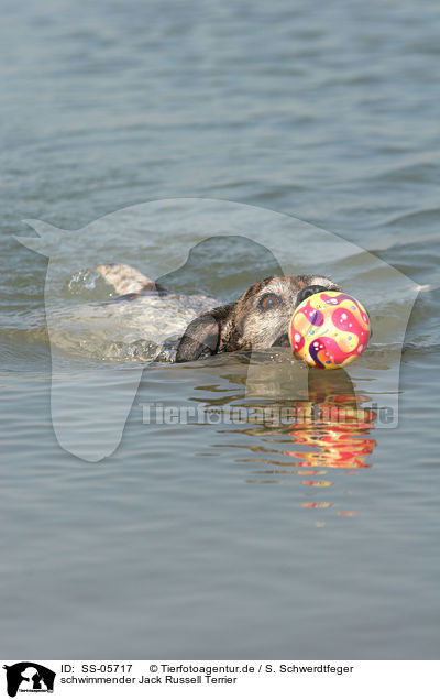 schwimmender Jack Russell Terrier / swimming Jack Russell Terrier / SS-05717