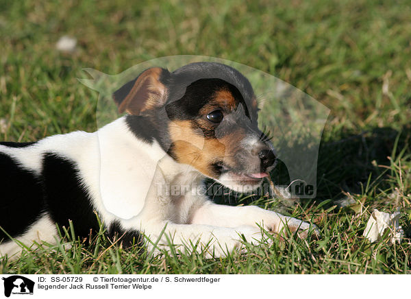 liegender Jack Russell Terrier Welpe / lying Jack Russell Terrier puppy / SS-05729