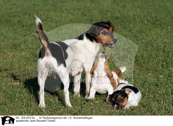 spielende Jack Russell Terrier / SS-05732