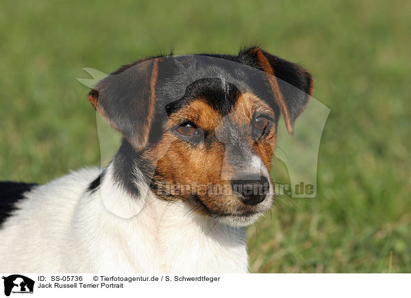 Jack Russell Terrier Portrait / Jack Russell Terrier Portrait / SS-05736