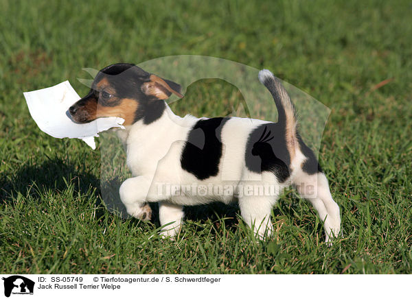 Jack Russell Terrier Welpe / SS-05749