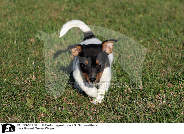 Jack Russell Terrier Welpe / SS-05756
