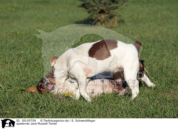 spielende Jack Russell Terrier / SS-05759