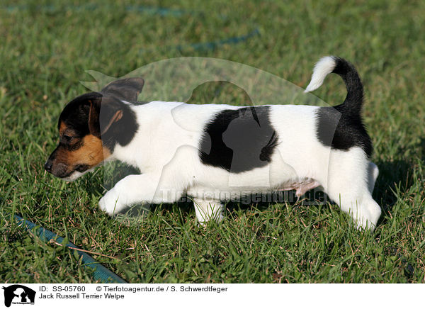 Jack Russell Terrier Welpe / SS-05760
