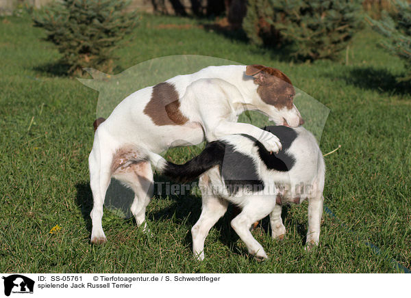 spielende Jack Russell Terrier / playing Jack Russell Terrier / SS-05761