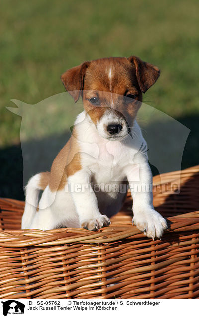Jack Russell Terrier Welpe im Krbchen / SS-05762