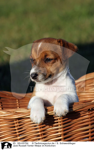Jack Russell Terrier Welpe im Krbchen / SS-05764