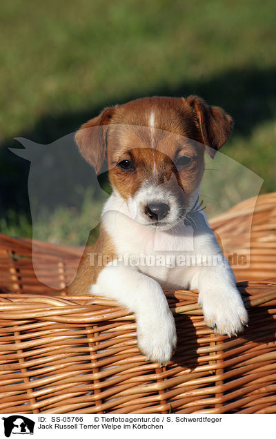 Jack Russell Terrier Welpe im Krbchen / SS-05766