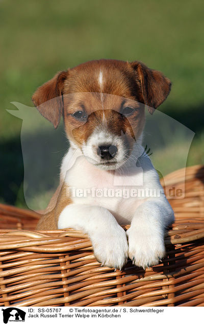 Jack Russell Terrier Welpe im Krbchen / SS-05767