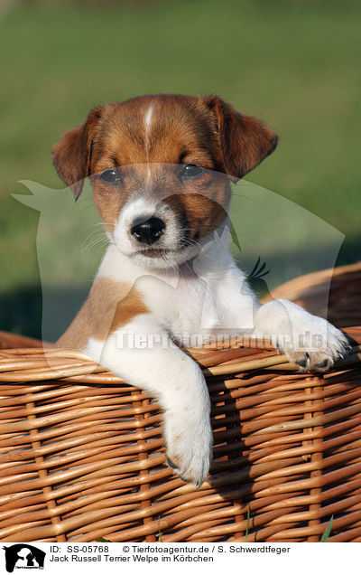 Jack Russell Terrier Welpe im Krbchen / SS-05768