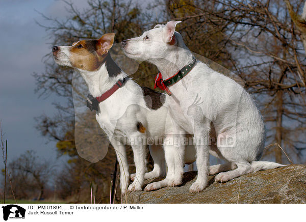 Jack Russell Terrier / PM-01894