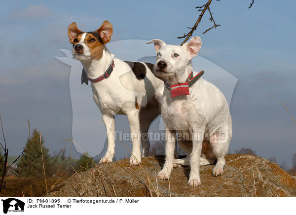 Jack Russell Terrier / Jack Russell Terrier / PM-01895