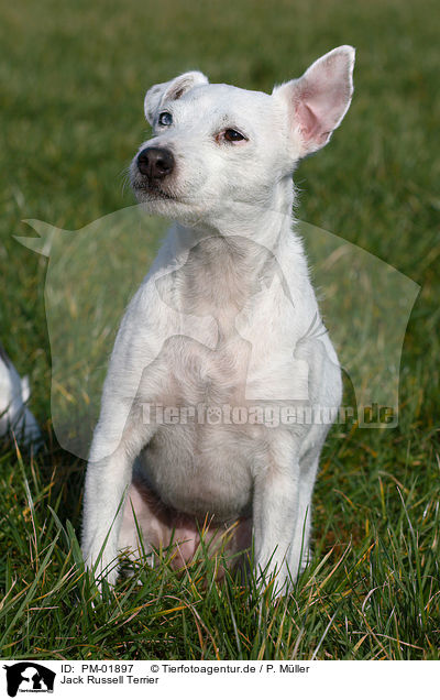 Jack Russell Terrier / PM-01897