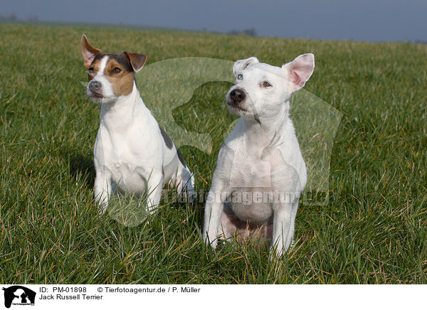 Jack Russell Terrier / PM-01898