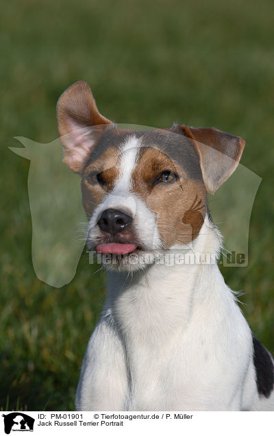 Jack Russell Terrier Portrait / PM-01901