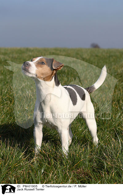 Jack Russell Terrier / PM-01905
