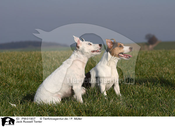 Jack Russell Terrier / PM-01907