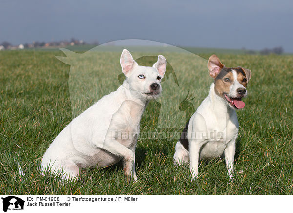 Jack Russell Terrier / PM-01908