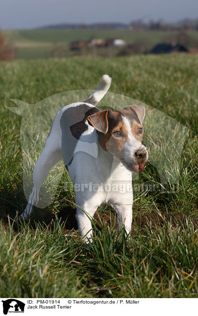 Jack Russell Terrier / PM-01914