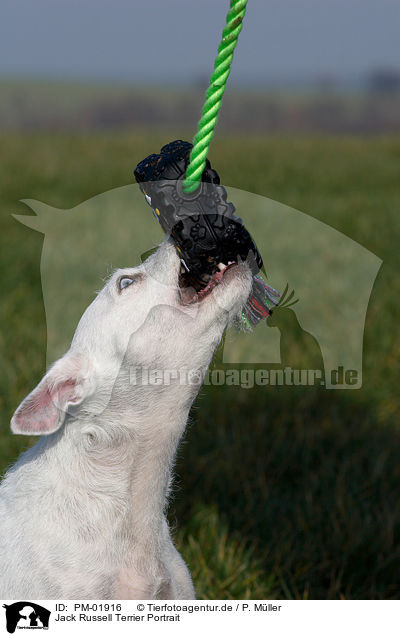 Jack Russell Terrier Portrait / PM-01916