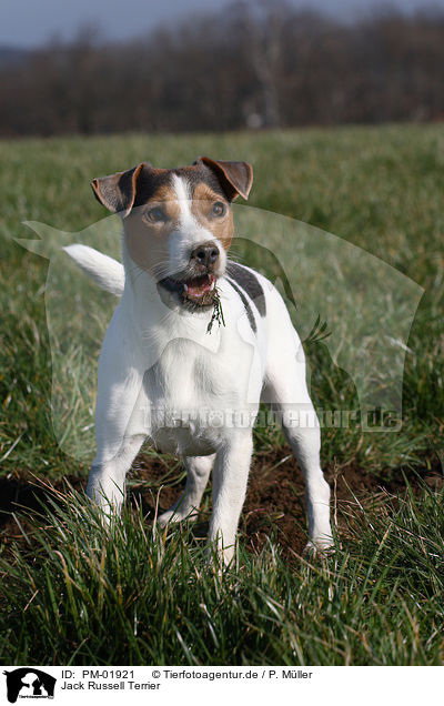 Jack Russell Terrier / PM-01921