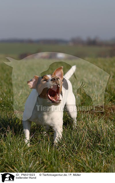 bellender Hund / PM-01923
