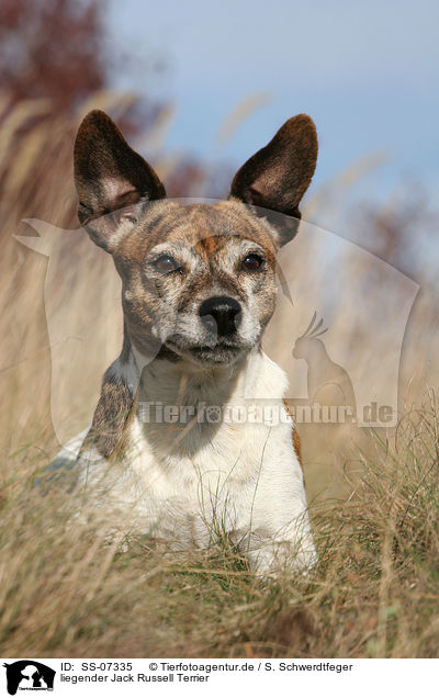liegender Jack Russell Terrier / SS-07335