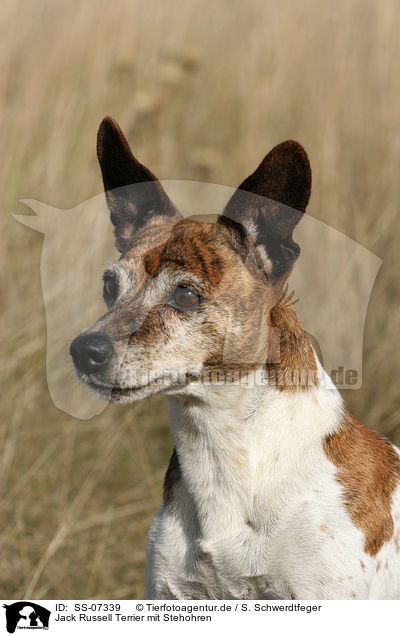 Jack Russell Terrier mit Stehohren / SS-07339