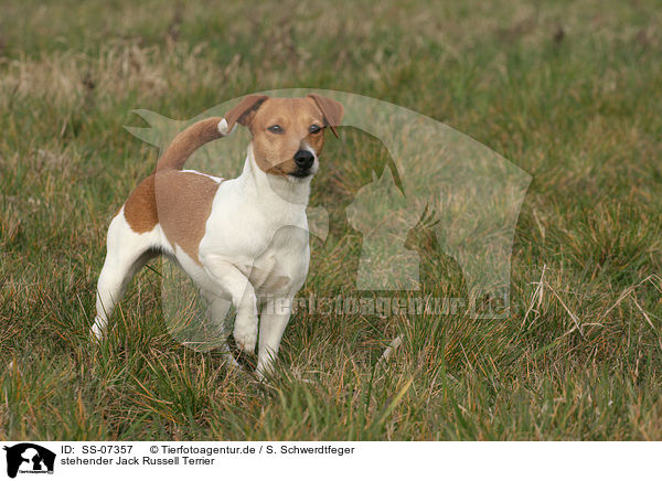 stehender Jack Russell Terrier / SS-07357
